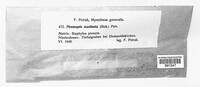 Phomopsis macilenta image
